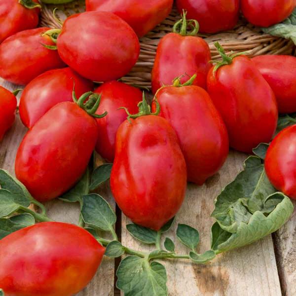 Potagères - Tomate Roma - Légumes d'Autrefois - face recto